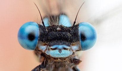 Metacnemis valida Blue Riverjack male face